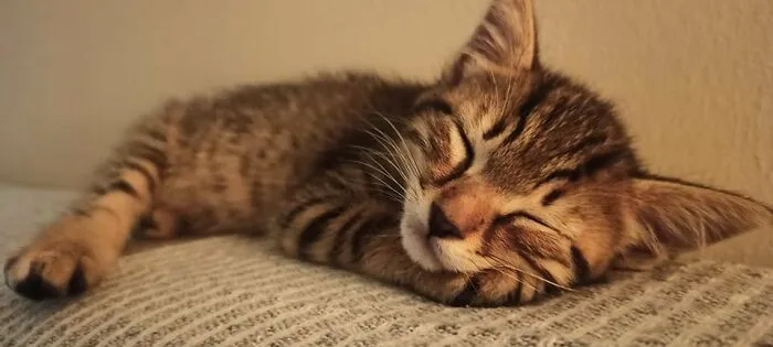 Pepe, The Little Tiger
