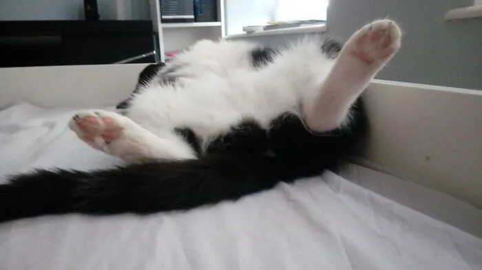 This Is Bella. She's... Different.