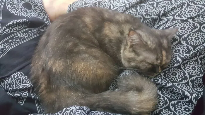 My Sleeping Buddy