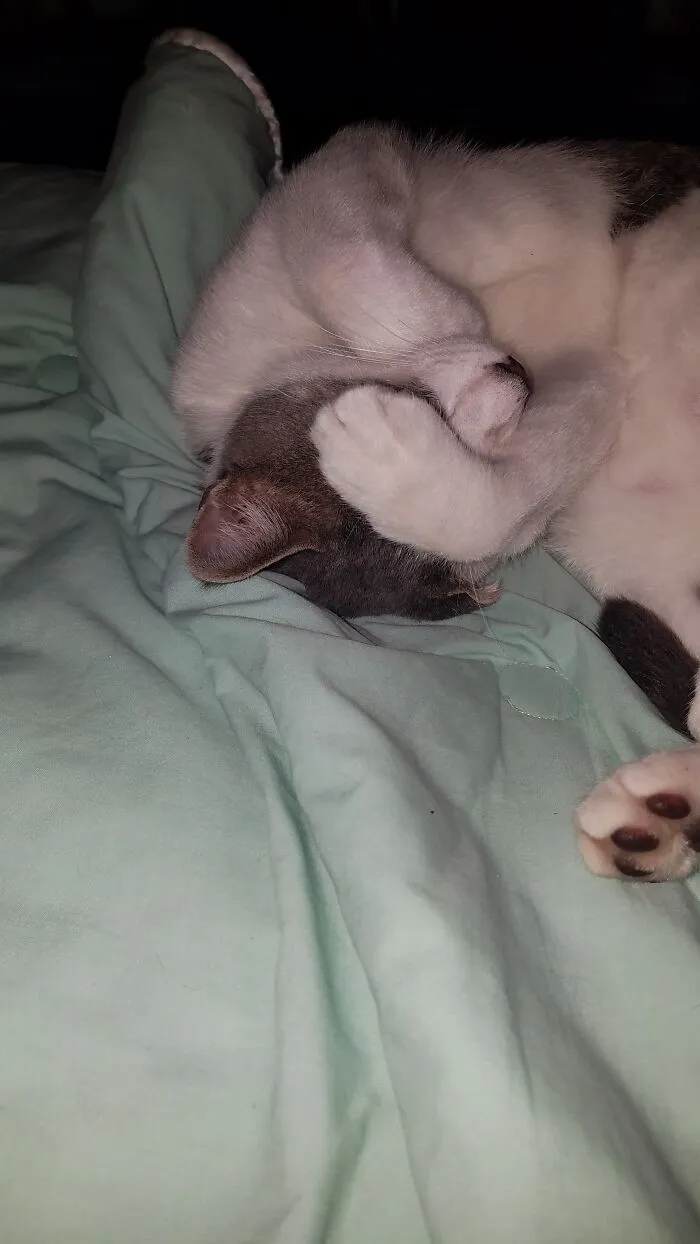 Felix The Cat