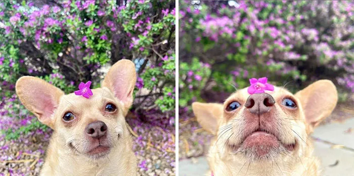 En este grupo solo se comparten fotos que traen felicidad, y es como el paraíso de Internet (40 imágenes)