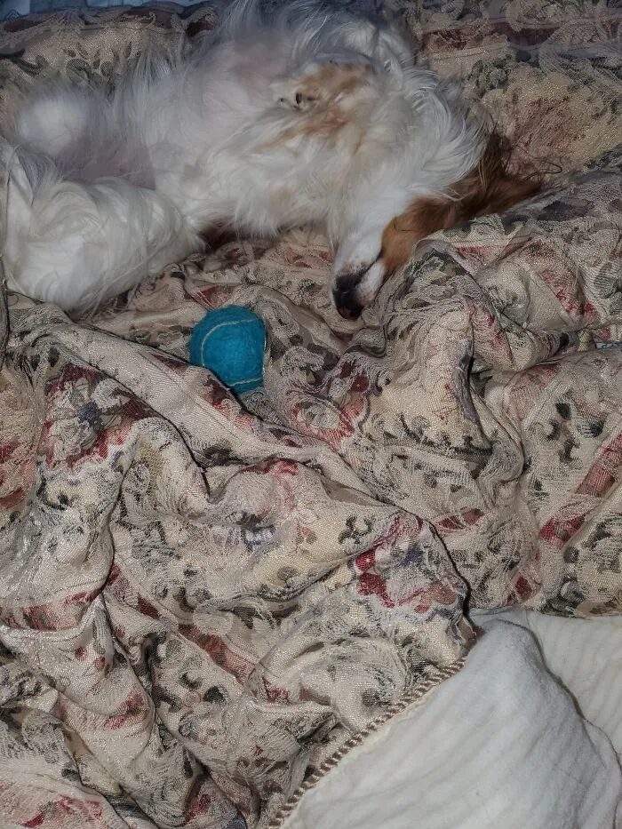 Tuckered