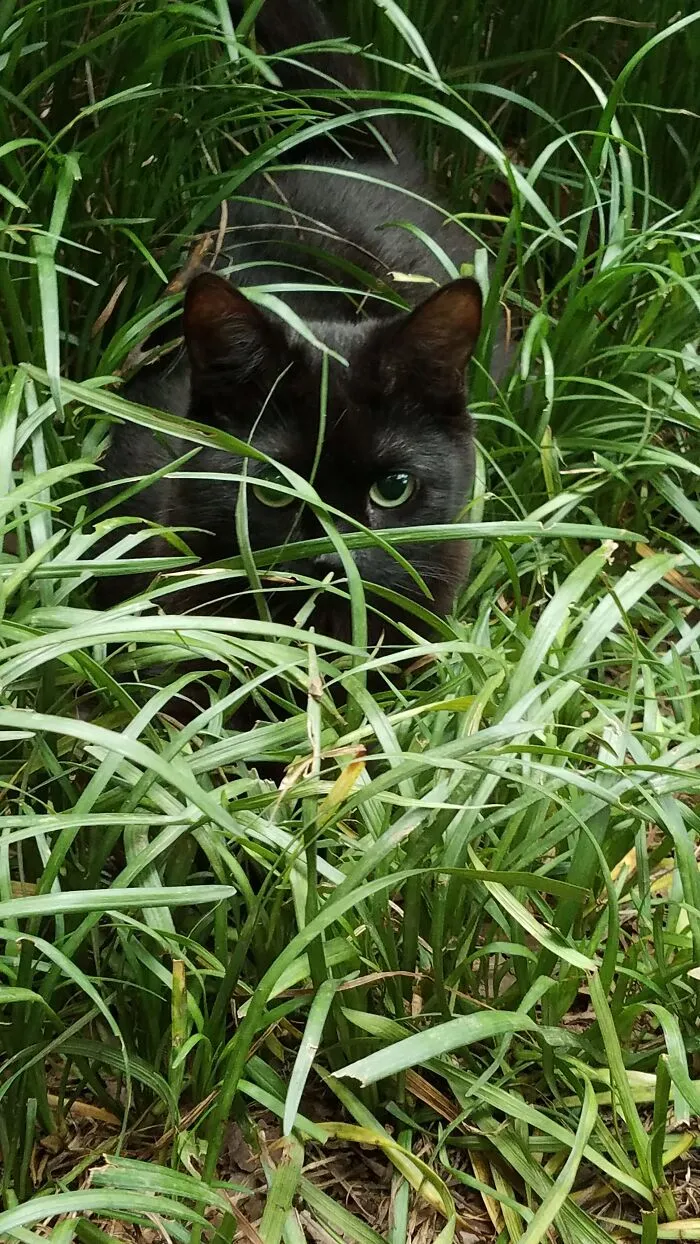 My Teebeetoo, In Panther Mode.
