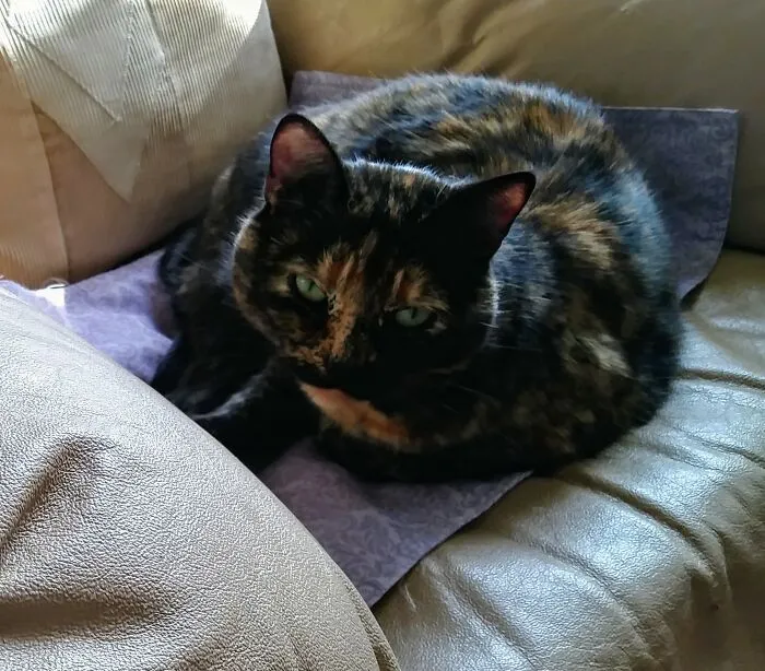 Lola Loafing In The Sun