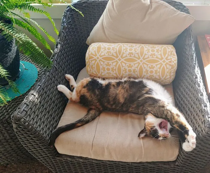 Even When The World's Falling Apart, Rosie Manages To Live Her Best Life. Be A Rosie.