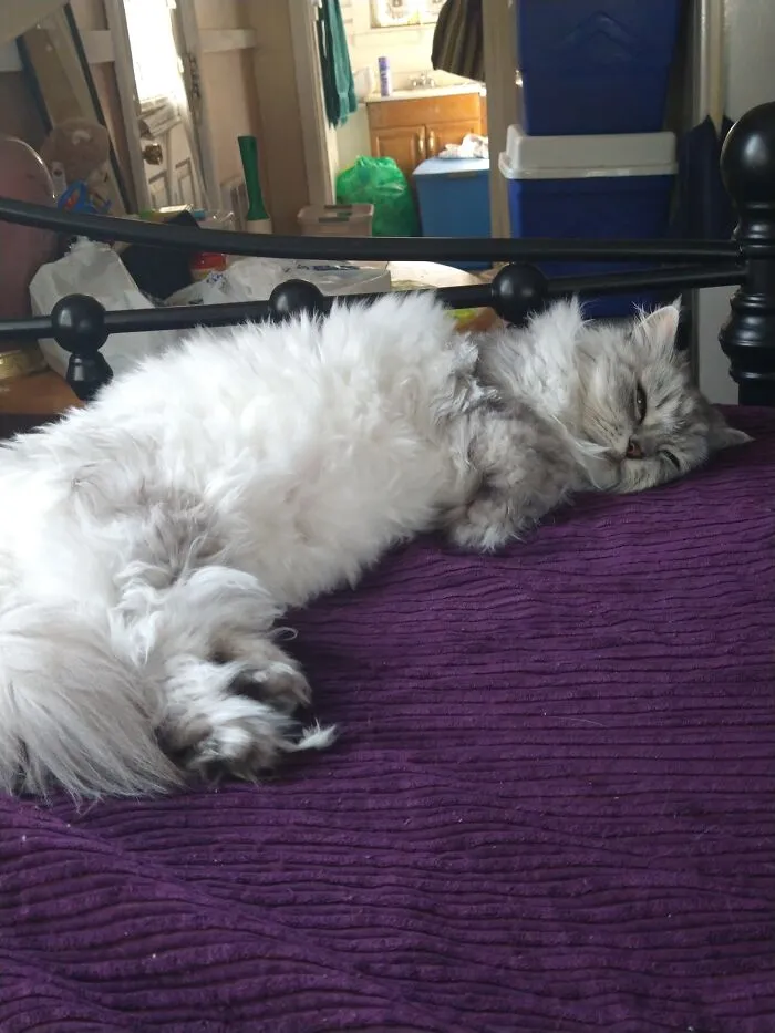 Peanut...she Hoggs The Bed