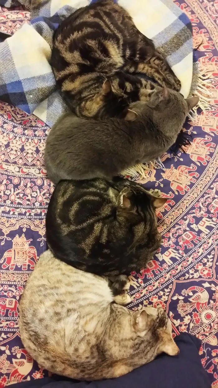 Feline Column