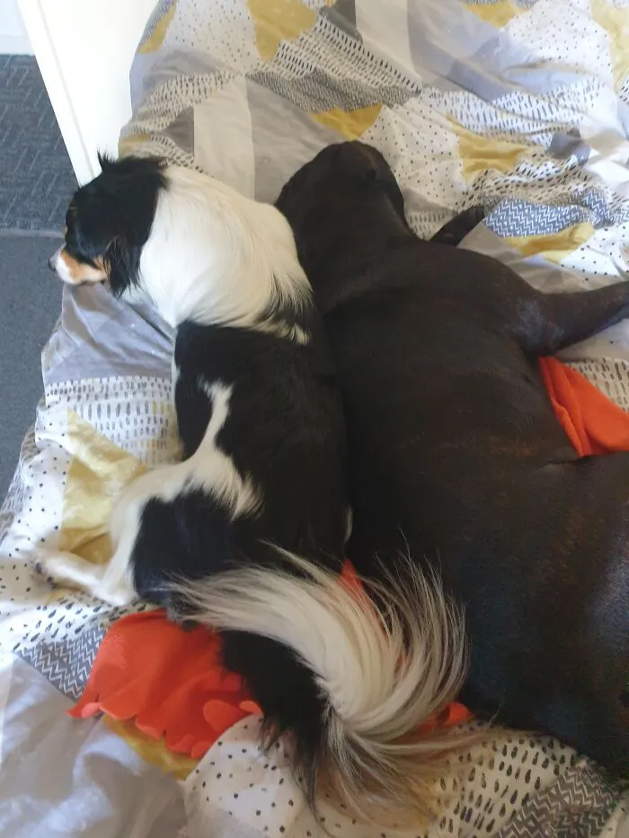 Bella & Bronx