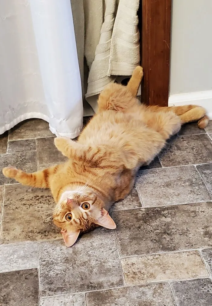 Oliver!