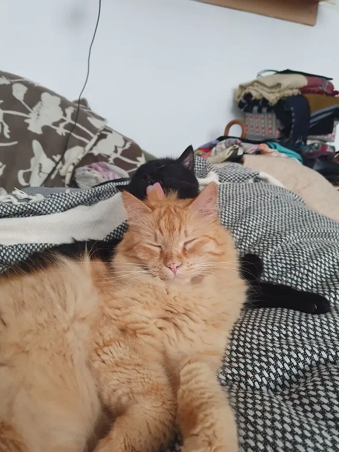 Bad Hair Day