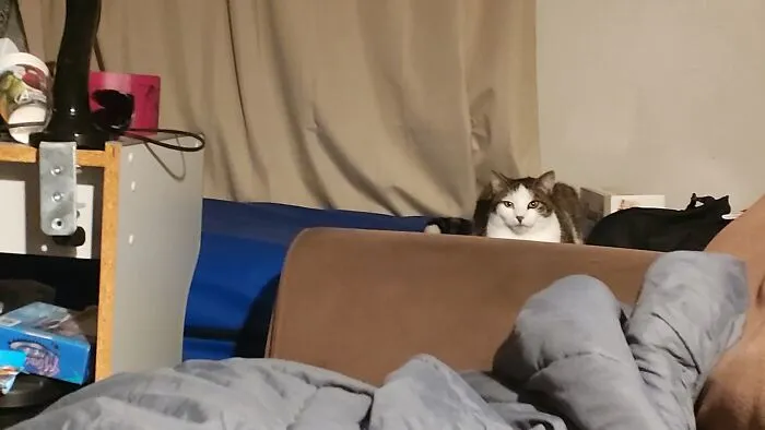 Meet Louie He Is Some Months Old I'm Not Quite Sure How Many He Is In Room I Call Him My Stress Buddy Because He Has Been Though Some Stress As Well