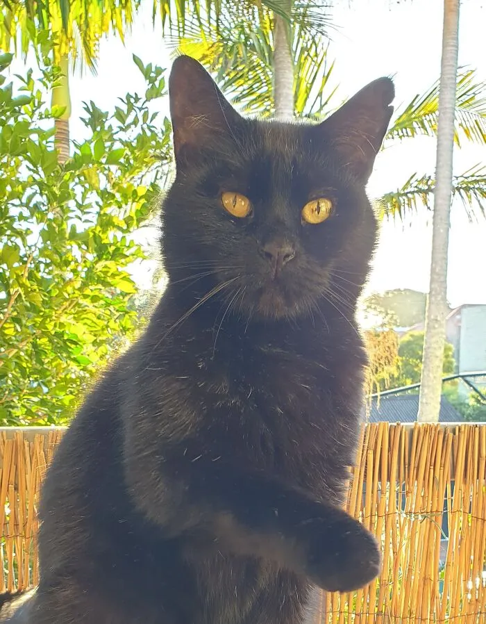 Hey! You There, Be Advised - Black Cats Bring Good Luck!