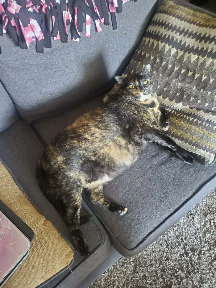 She Stole My Seat After I Stood Up 😂, My Little Watermelon. 😍 (Yes She's On A Diet, Vet Says She Is Healthy).