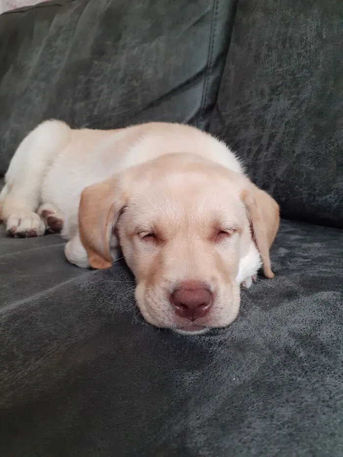 My Little Baby Sam
