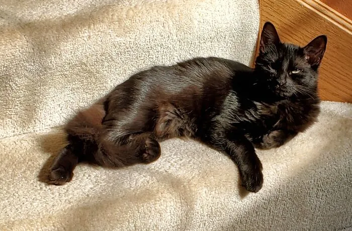 Tank In The Sun.