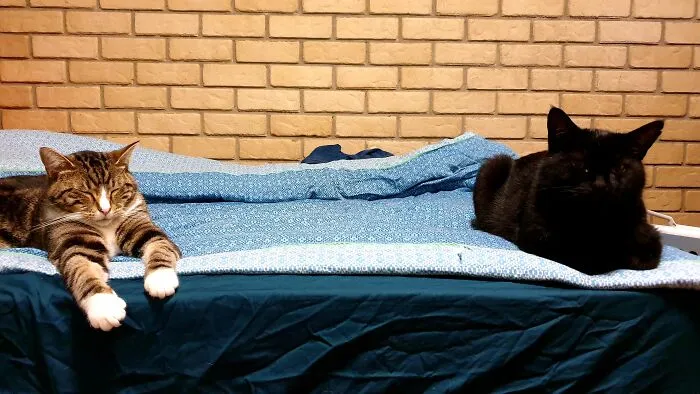 One Loaf, One Not