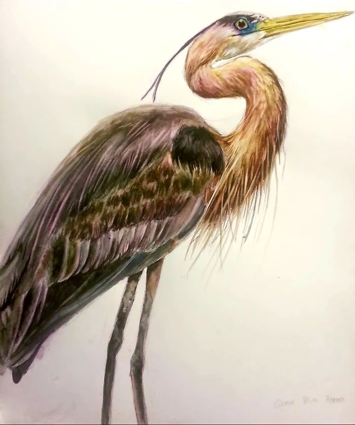 Great Blue Heron