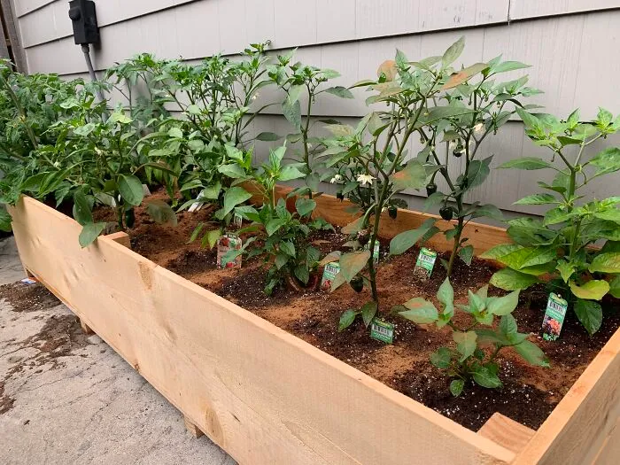 Salsa Garden!