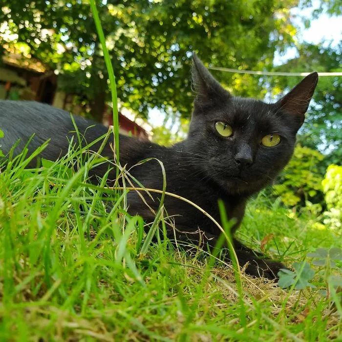 I Love Her Green Eyes.