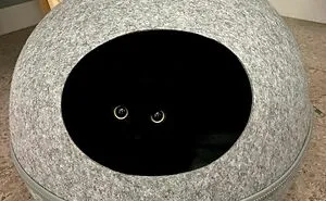 This Black Cat Is So Adorable And Quirky He’s Taking Over Instagram (40 Pics)