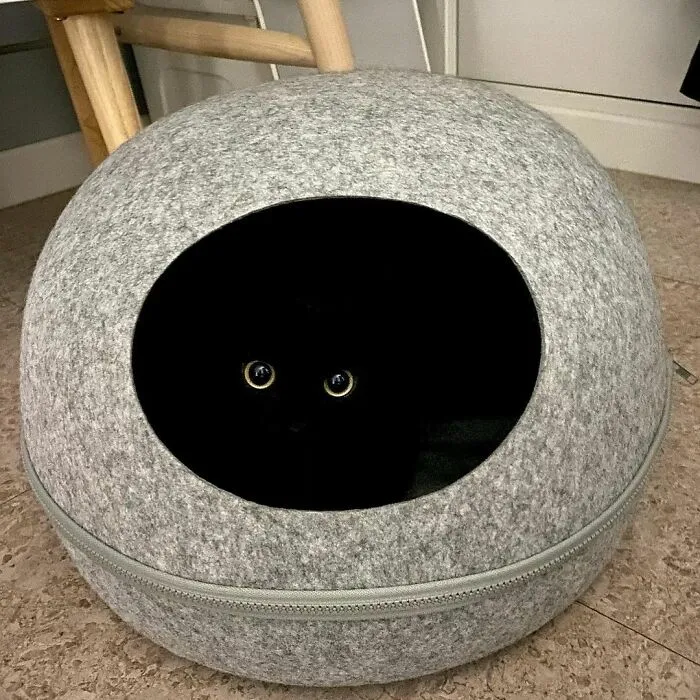 This Black Cat Is So Adorable And Quirky He’s Taking Over Instagram (40 Pics)