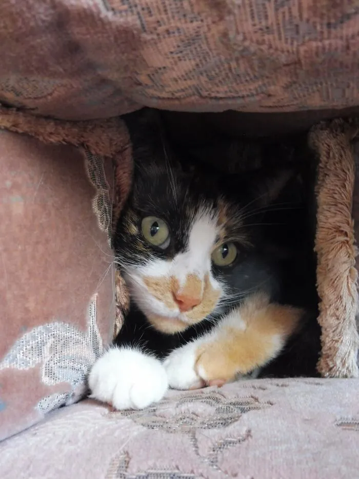 Pillow Fort