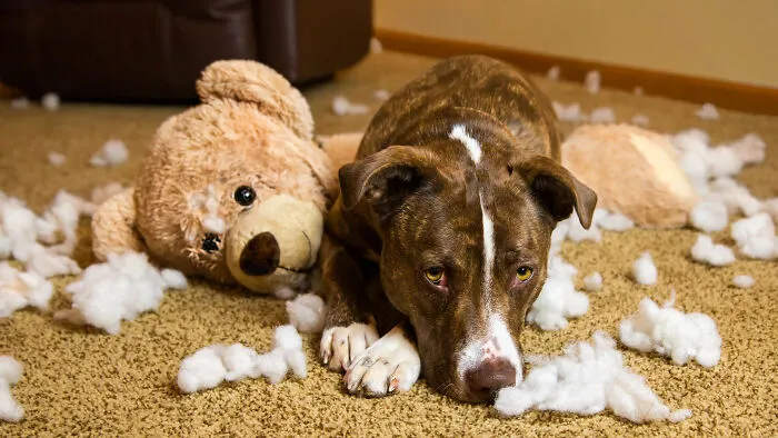 Hecho: Los perros no sienten culpa