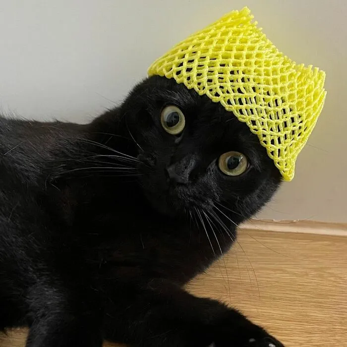 Este gato negro es tan extrañamente adorable que está conquistando Instagram