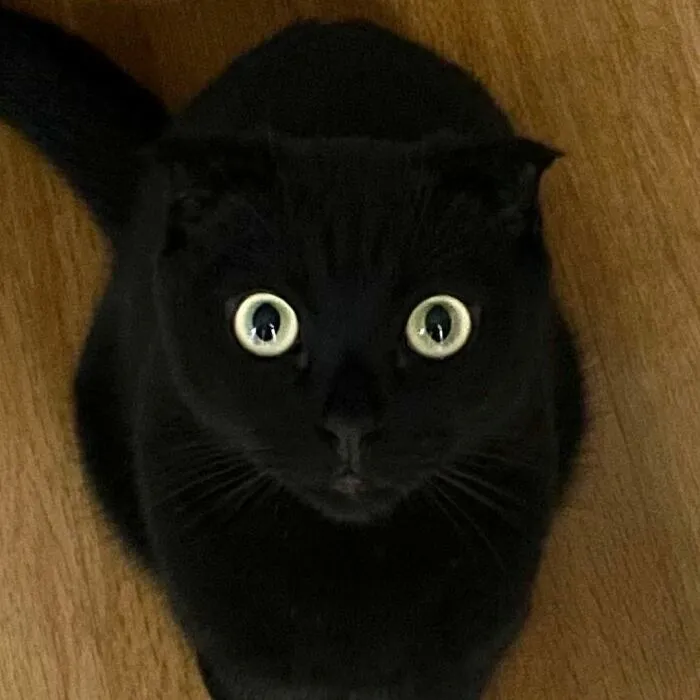 This Black Cat Is So Adorable And Quirky He’s Taking Over Instagram (40 Pics)
