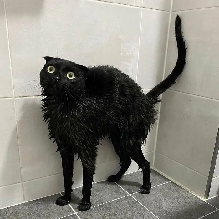 Este gato negro es tan extrañamente adorable que está conquistando Instagram