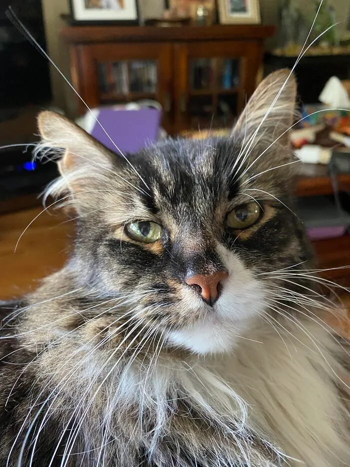 Gorgeous Charlie