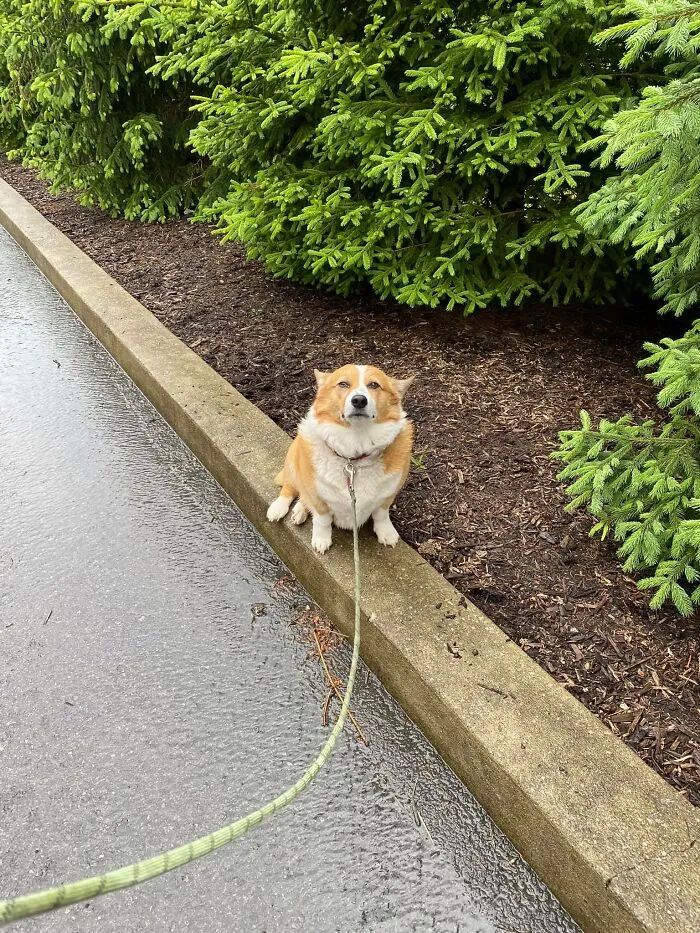 Today’s Disapproval Is Brought To You Because I Won’t Make The Sky Water Stop.  “My Paws Are Wet, Mother