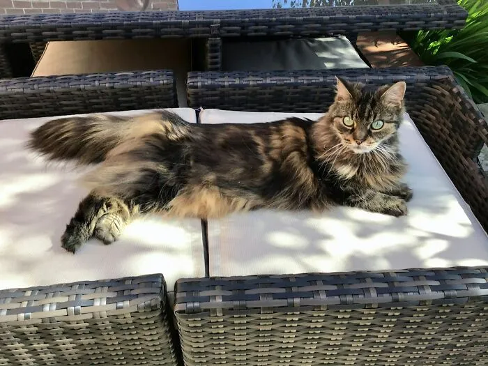 This Is Callie, She Like To Pose!