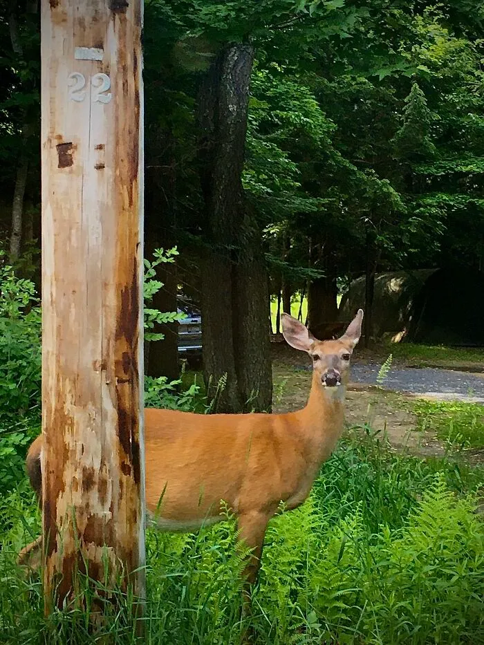 A Deer In New York