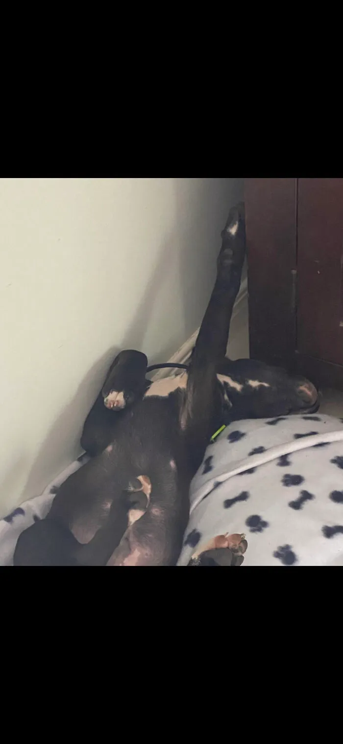 It Doesn’t Look To Comfortable But He Slept Like This For Two Hours