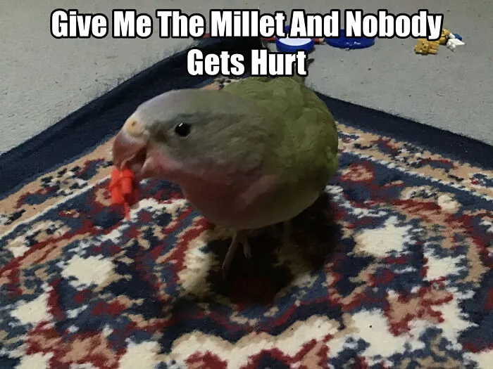 My Parrot Nixxy