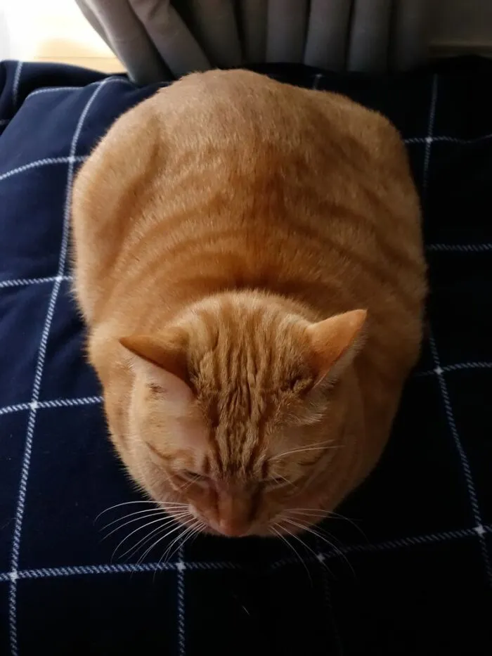 Sherbert :'(        (2008-2021)