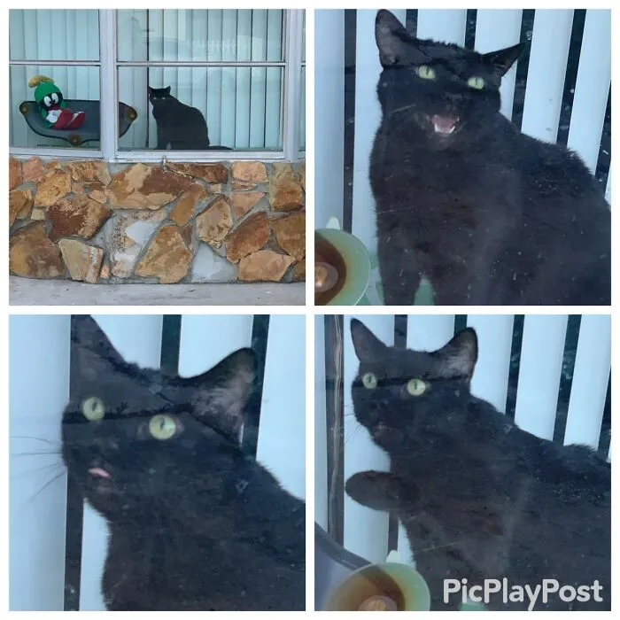 Baby Has Been Giving Quite The Window Show Today