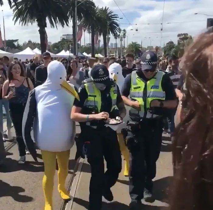 Malditas gaviotas