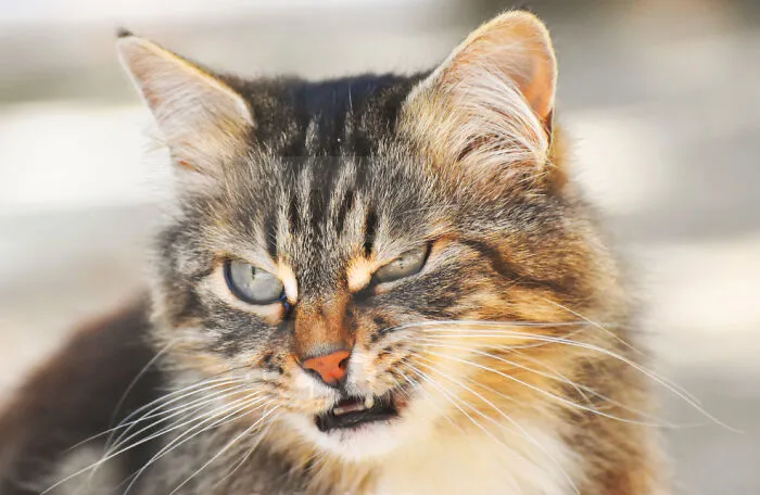 "That Gnome Was Chewy" -- Arild, Norwegian Forest Cat
