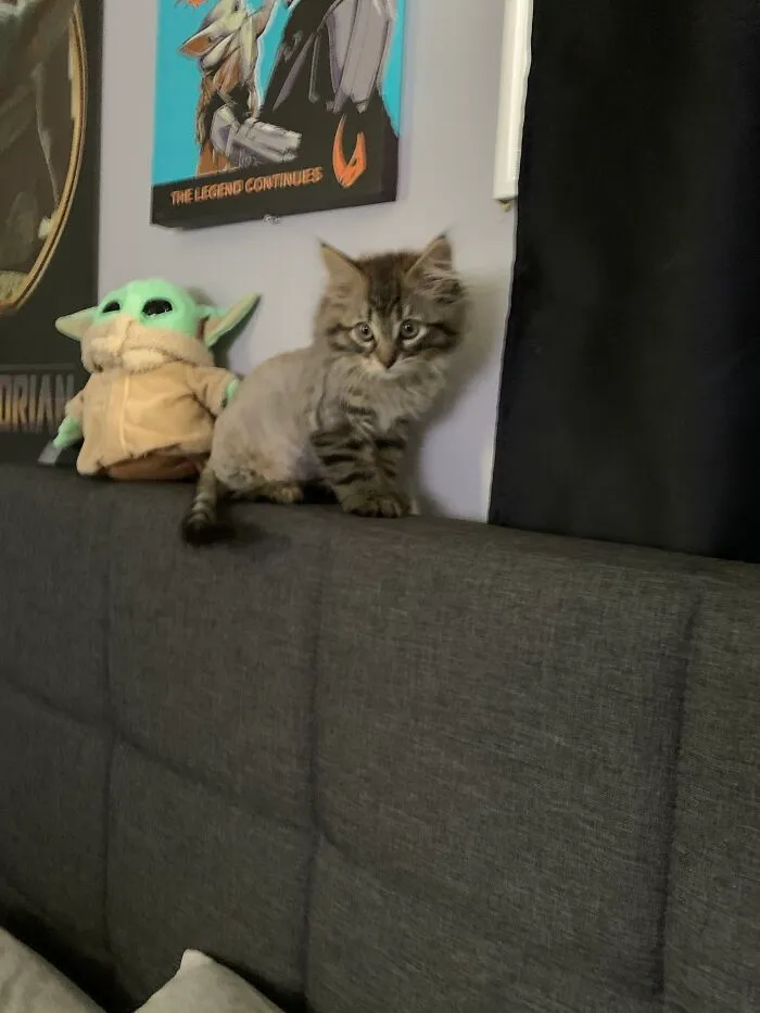 Odin, My Kitten Saved As A Feral With His Best Friend