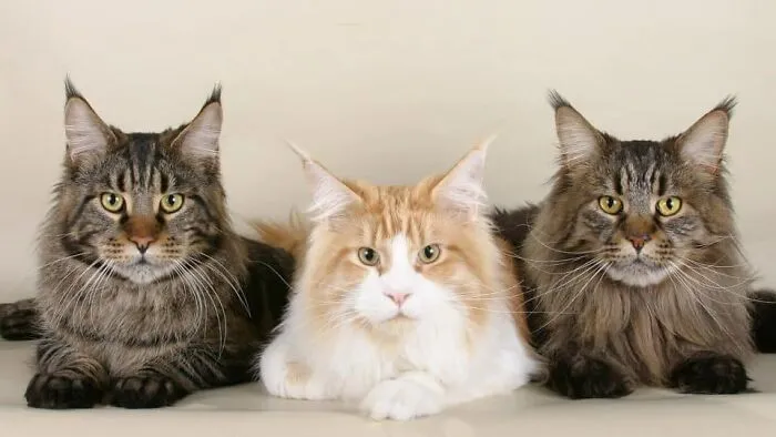 I Don't Know Any Cats, So Here's One Of Google. Not My Picture.