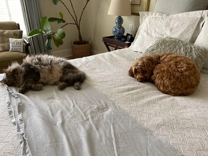 My Babies Love The Bed!