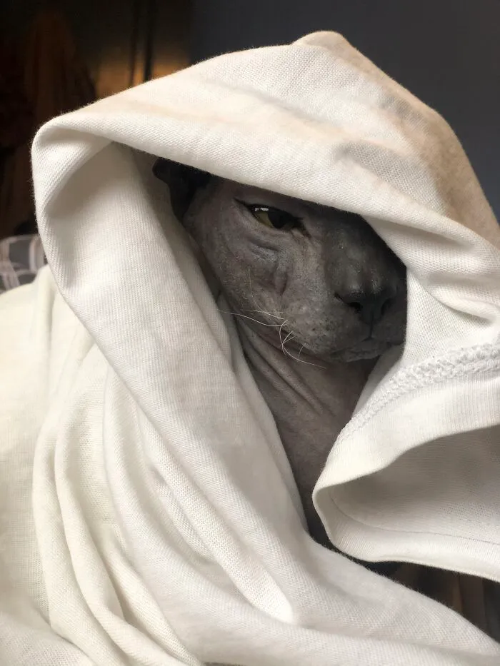 What Are You Doing Human?