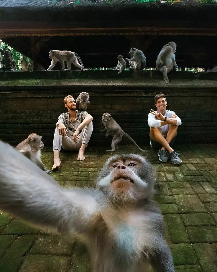 Monkeys taking a selfie with two people at a park, displaying funny antics and natural behavior.