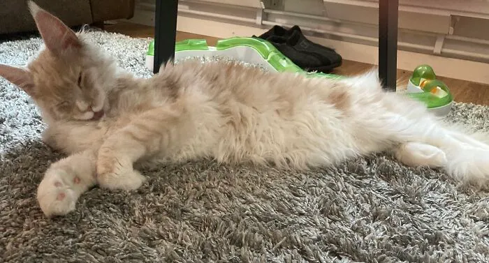 Kitten Derp