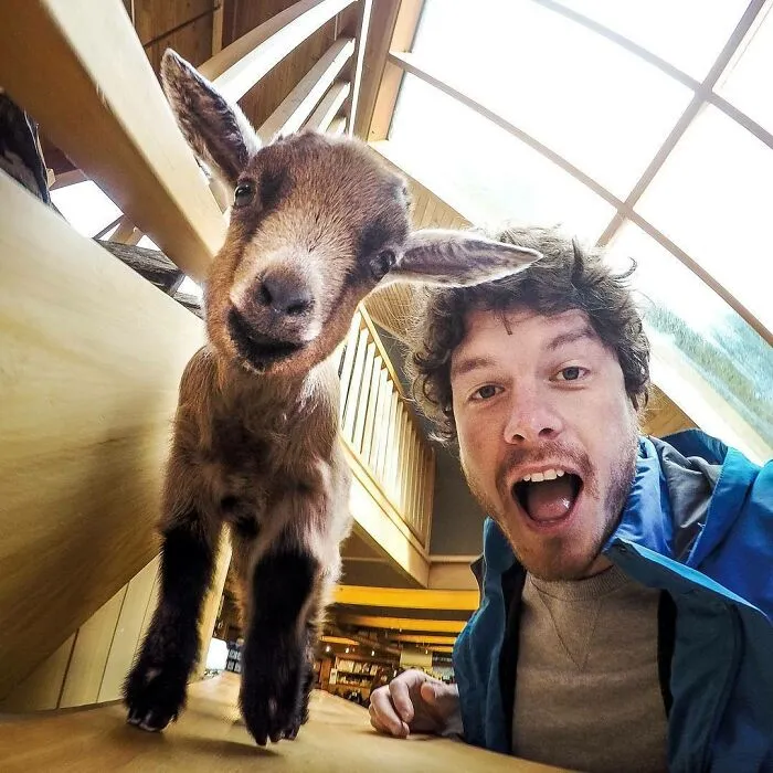 This Little Goat Called Nigel Was Saved As It's Mother Was Hit By A Car. He Now Hangs Out In The Reception Making Visitors Smile At The Kiwi Birdlife Park In Queenstown
