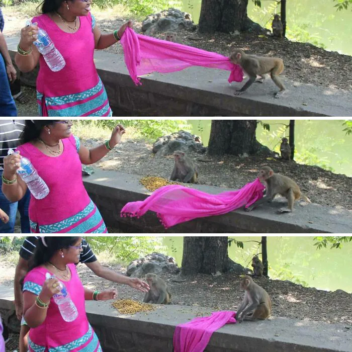 Funny monkeys pulling a pink scarf from a woman holding a water bottle.