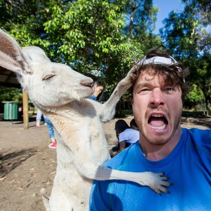 Australia se ha portado muy bien. Los canguros han mostrado su amor