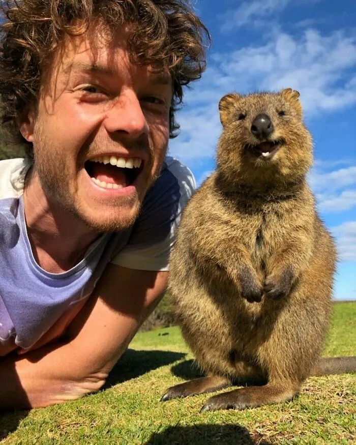 Tuvimos alegría, tuvimos diversión, tuvimos quokkas en el sol. Etiqueta a un amigo que nunca ha visto un oso sonriente